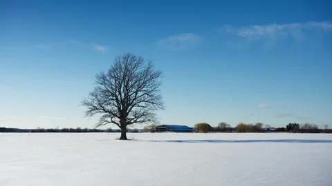 A lone tree in snow in winter Stock Footage 329200290