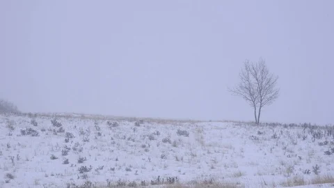 Lone tree in a snowy field during a snowstorm Stock Footage 85517094
