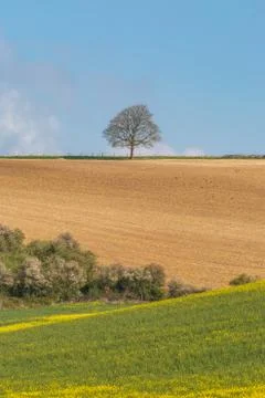 A Lone Tree in the South Downs Stock Photos