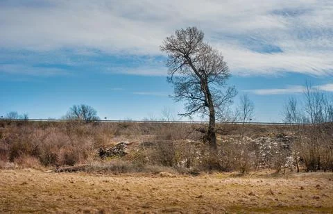 A lone tree in a spring landscape, a meadow with dry grass, a landfill, bad e Stock Photos