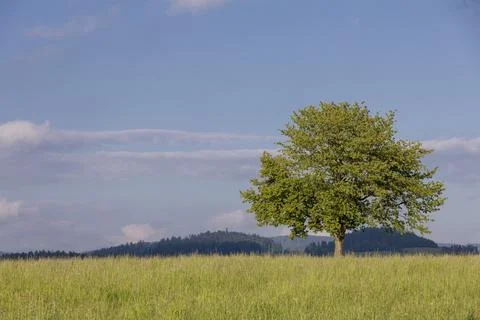 Lone tree on a spring meadow under a blue sky Stock Photos
