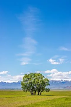 Lone Tree in Spring, Vertical Wallpaper - Erzurum, Turkey Stock Photos