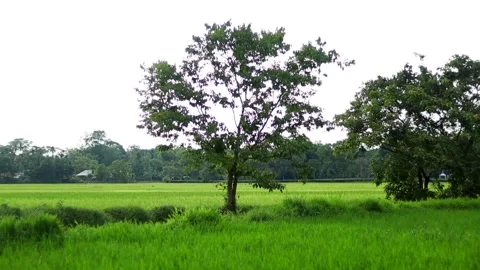 Lone tree standing beside lush green rice fields in rural countryside Vídeo Stock 339759456