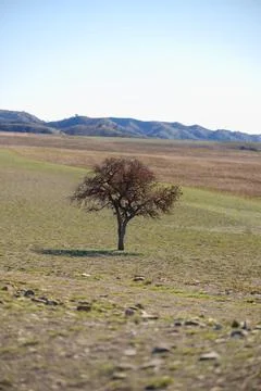 Lone Tree Standing in Quiet Open Field Under Clear Blue Sky 写真素材