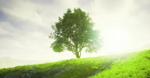 Lone tree standing tall in a vibrant green landscape under soft sunlight Ilustração Stock