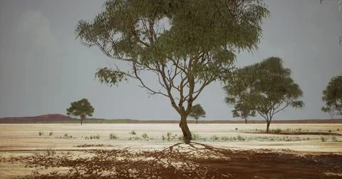 Lone tree standing in vast arid landscape under soft cloudy sky Stock Illustration