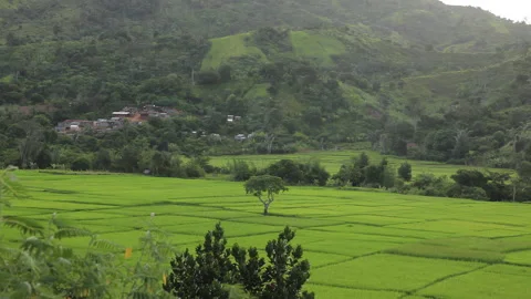 Lone Tree Standing in a Vast Green Valley with Lush Scenery and Open Sky Stock Footage 221130834