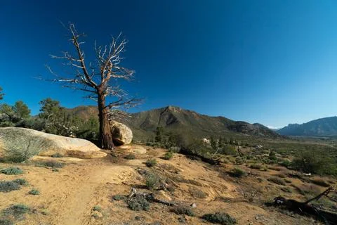 A lone tree stands in the desert, surrounded by rocks and dirt Stock Photos
