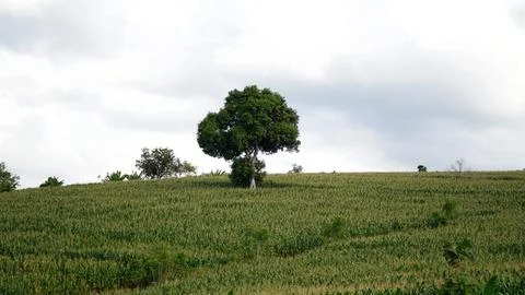 A lone tree stands in a field of corn Stock Photos