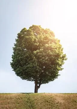 Lone tree stands in a field Stock Photos