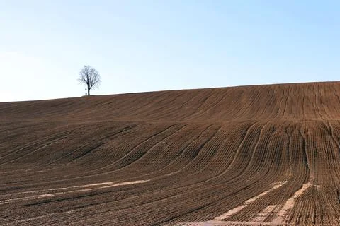 A lone tree stands in a field Stock Photos