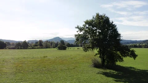 A lone tree stands prominently in a sprawling green meadow under a bright sky. Stock Footage 287113971
