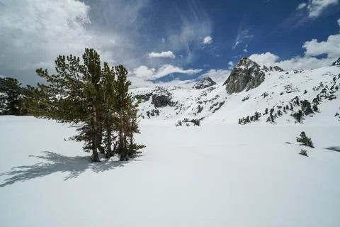 A lone tree stands in the snow in front of a mountain range Foto stock