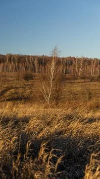 A lone tree stands in a spacious field with distant trees behind Stock Photos