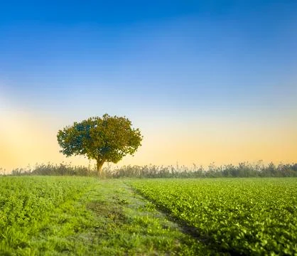 A lone tree stands tall in a field of green crops, under a blue sky and a b.. 库存照片
