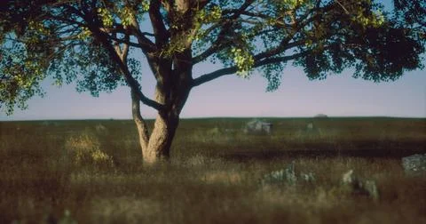 Lone tree stands tall in a vibrant grassland at dusk Ilustração Stock