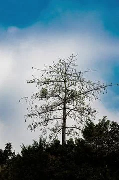 A lone tree stands under a vivid blue sky, its delicate branches reaching u.. Foto stock