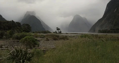A lone tree stands watch over Milford Sound New Zealand Stock Footage 120371865