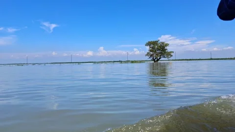 A lone tree stands in the water on a sunny day Vídeo Stock 331805306