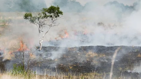Lone tree stands as wild fire burns 库存影片 95199530