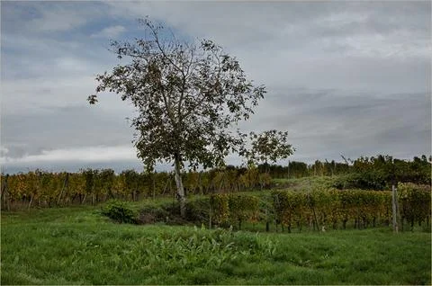 Lone tree stood next to vines which are running in various directions Stock Photos