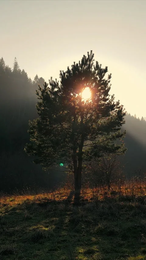 Lone tree in a sunlit meadow with dramatic forested hills at sunrise. Tree in Video stock 310552933