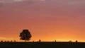 Lone tree at sunrise HD Footage