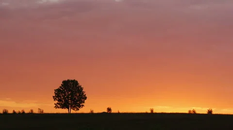 Lone tree at sunrise 스톡 동영상 40099092