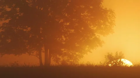 Lone tree at sunrise 스톡 동영상 40872509