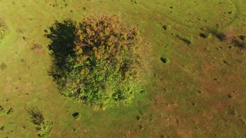Lone Tree at Sunrise in Wild Mountains 4K Drone Video Stock Footage 309111489