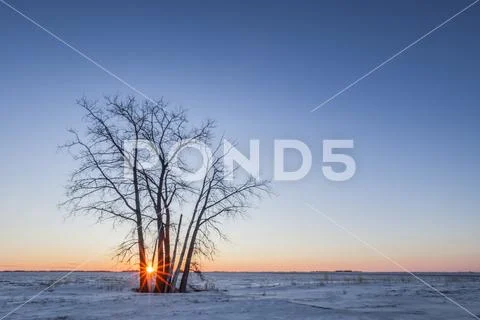Lone tree at sunset over the prairies, near Winnipeg; Manitoba, Canada Stock Photos