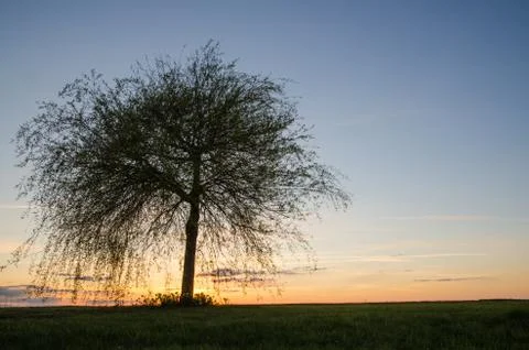 Lone tree at sunset Stock Photos