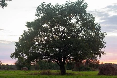 Lone Tree at Sunset Stock Photos