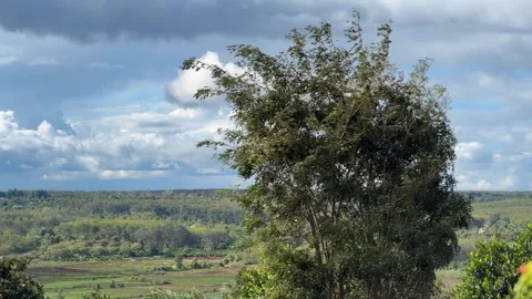 A lone tree sways in strong wind against green fields and wide sky, branches Video stock 324802423