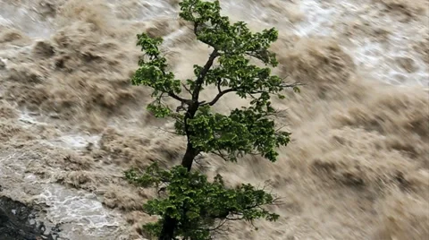 Lone tree swollen flooded river, Alberta, Canada Stock Footage 28039491