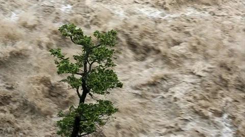 Lone tree swollen flooded river, Alberta, Canada Stock Footage 28114497
