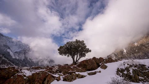 Lone Tree Time-lapse 8K Video stock 264925830
