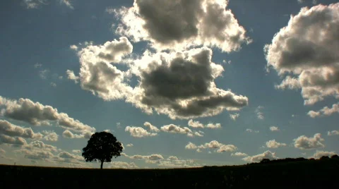 Lone tree with time lapse sky Stock Footage 449867