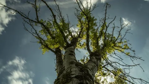 Lone Tree - Timelapse - 4K - 23.98 fps - England - UK Stock Footage 147503964