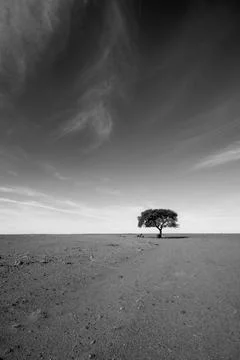 The lone tree - Timimoun Stock Photos
