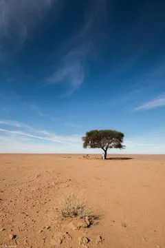 The lone tree - Timimoun Stock Photos