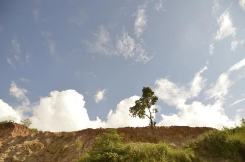 Lone Tree on Top of the Bluff Stock Photos