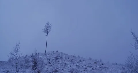 Lone Tree on top of the hill during storm snow Stock Footage 90496545