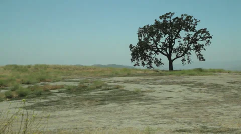 Lone Tree at top of Rolling Hills of Grass Stockbeeldmateriaal 31741319