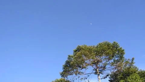 Lone Tree Under a Clear Blue Sky with Visible Moon Foto stock