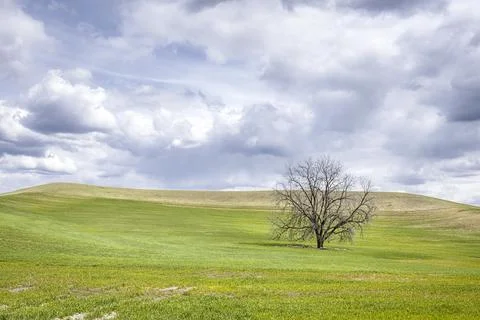 Lone tree under cloudy sky in the Palouse. Stock Photos