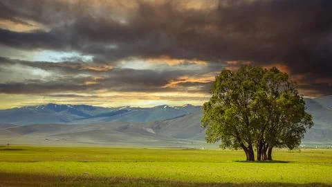 A lone tree under a dramatic sunset sky, perfect for banner backgrounds. Stock Photos