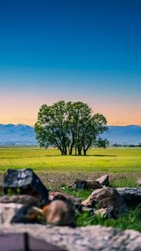Lone tree under dramatic sunset, vertical background with copy space. Stock Photos