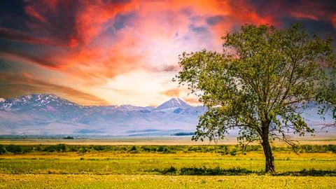A lone tree under a dramatic sunset sky, perfect for banner backgrounds. Foto stock