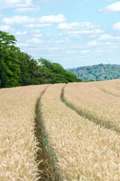 A lone tree in vast wheat fields under a cloudy sky, forming a serene rural.. Stock Photos
